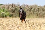 BEAUCERON 200